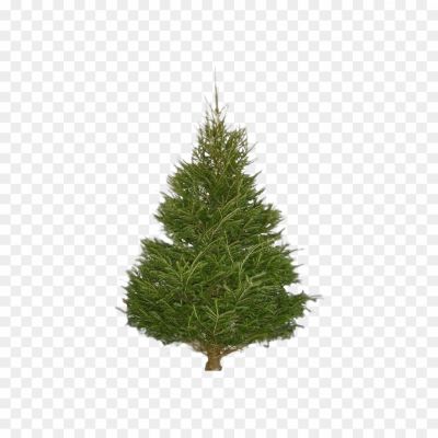 Christmas-Pine-Tree-PNG-Transparent-Image.png