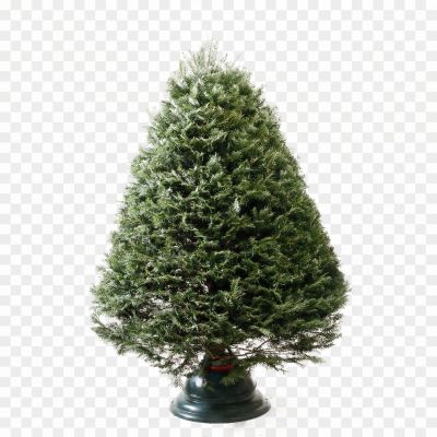 Christmas-Pine-Tree-PNG-Transparent-Picture.png