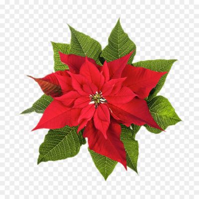 Christmas-Poinsettia-PNG-Clipart-Pngsource-WIAHWA1P.png