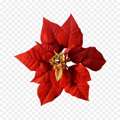 Christmas-Poinsettia-Transparent-PNG-YNI5UIRO.png