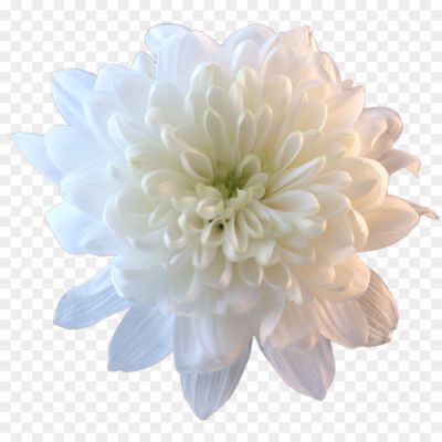 Chrysanthemum-PNG-File-D9K75C22.png