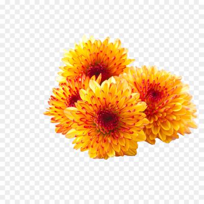 Chrysanthemum-PNG-Photos-2OW14Y7V.png