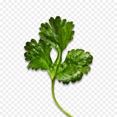 Coriander, Herb, Culinary, Cilantro, Spice, Aromatic, Leaves, Seeds, Flavor, Cooking, Garnish, Salsa, Pesto, Curry, Mexican Cuisine, Asian Cuisine, Mediterranean Cuisine, Herbaceous, Coriander Benefits, Coriander Recipes.