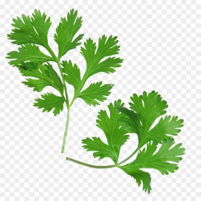 Cilantro-PNG-Picture.png