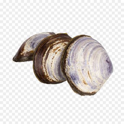 Clams-PNG-Photos-90NO38.png PNG Images Icons and Vector Files - pngsource