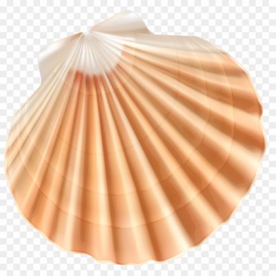 Clams-Transparent-File.png