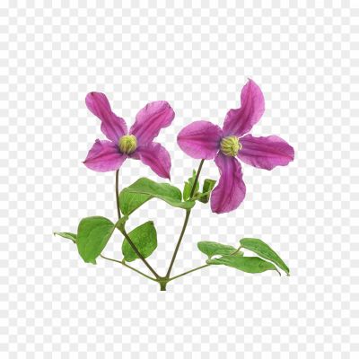 Clematis-Drawing-Background-PNG-Image-Pngsource-56YV940T.png