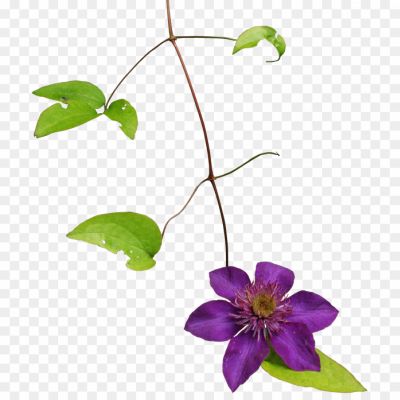 Clematis-Drawing-Background-PNG-Pngsource-OUJI9AJ7.png