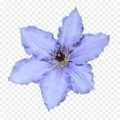 Clematis-Drawing-PNG-Background-VEWVXRUK.png
