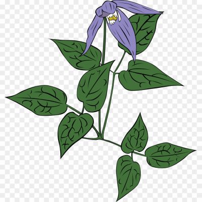 Clematis-Drawing-PNG-Clipart-Background-Pngsource-FAQ2VR0K.png