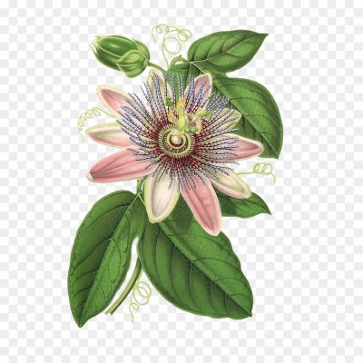Clematis-Drawing-PNG-HD-Quality1-Pngsource-AVB3RDD2.png