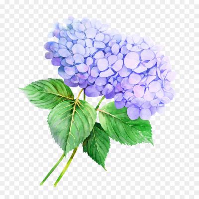 Clematis-Drawing-PNG-Photo-Image-IK34BPA5.png