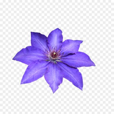 Clematis-Drawing-PNG-Pic-Background-IN8UQ4XY.png