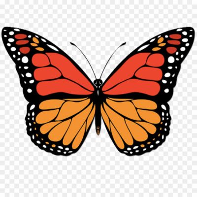 Clip-Art-Butterfly-Free-Picture-PNG-Pngsource-28AWDVCP.png
