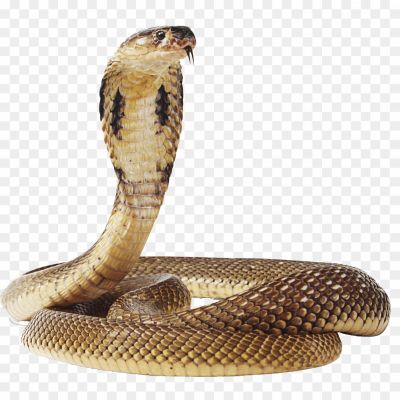 Venomous, Reptile, Hooded, Fangs, Scales, Hissing, Slithering, Venom, Bite, Elongated Body, Cobra Hood, Dangerous, Poisonous, Deadly, Snake Charmer, Snakebite, Viper, Stealthy, Fear, Snake Venom