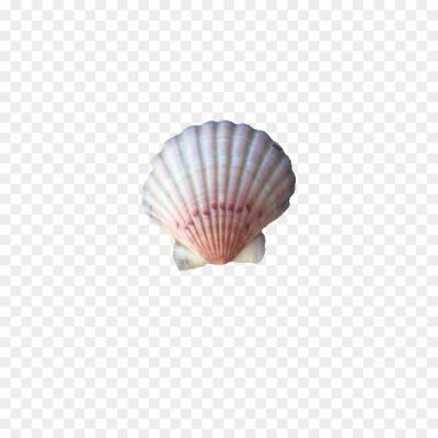 Cockle-PNG-Photos.png