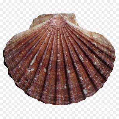 Cockle-Transparent-Image.png