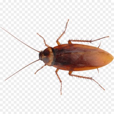 Cockroach-Bug-Free-PNG-WPBJRDE8.png