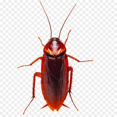 Cockroach-Insect-Transparent-Free-PNG-F84FH51G.png PNG Images Icons and Vector Files - pngsource