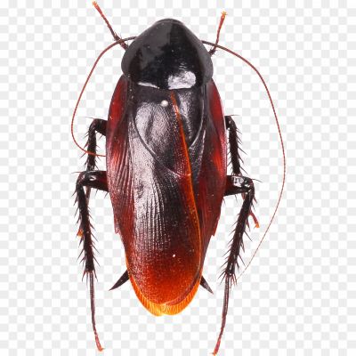 Cockroach-PNG-HD-Quality-G7LLG178.png