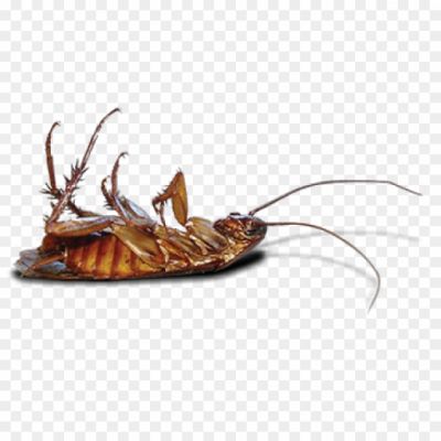 Cockroach-Transparent-File-BIVMZQBZ.png