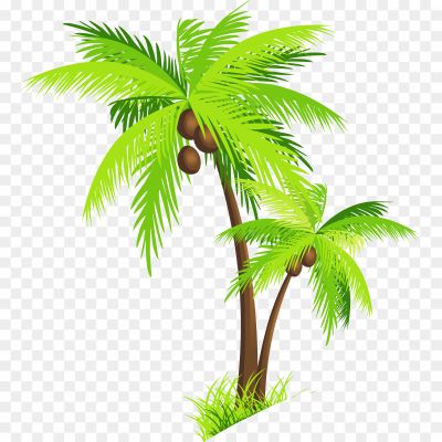 Tropical, Palm, Nut, Fruit, Beach, Coconut Water, Coconut Milk, Palm Leaves, Tall, Green, Shade, Tropical Climate, Coastal, Relaxation, Exotic, Coconut Oil, Palm Tree, Paradise, Vacation, Tropics.