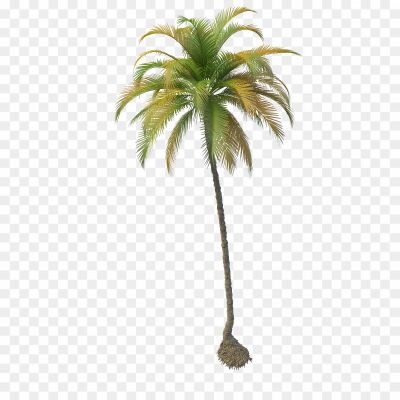 Tropical, Palm, Nut, Fruit, Beach, Coconut Water, Coconut Milk, Palm Leaves, Tall, Green, Shade, Tropical Climate, Coastal, Relaxation, Exotic, Coconut Oil, Palm Tree, Paradise, Vacation, Tropics.