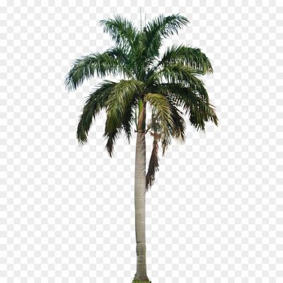 Tropical, Palm, Nut, Fruit, Beach, Coconut Water, Coconut Milk, Palm Leaves, Tall, Green, Shade, Tropical Climate, Coastal, Relaxation, Exotic, Coconut Oil, Palm Tree, Paradise, Vacation, Tropics.