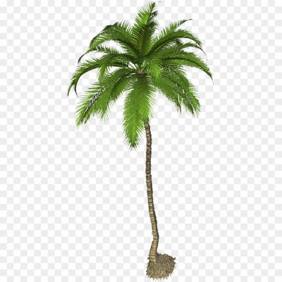 Tropical, Palm, Nut, Fruit, Beach, Coconut Water, Coconut Milk, Palm Leaves, Tall, Green, Shade, Tropical Climate, Coastal, Relaxation, Exotic, Coconut Oil, Palm Tree, Paradise, Vacation, Tropics.