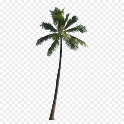 Tropical, Palm, Nut, Fruit, Beach, Coconut Water, Coconut Milk, Palm Leaves, Tall, Green, Shade, Tropical Climate, Coastal, Relaxation, Exotic, Coconut Oil, Palm Tree, Paradise, Vacation, Tropics.