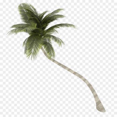 Tropical, Palm, Nut, Fruit, Beach, Coconut Water, Coconut Milk, Palm Leaves, Tall, Green, Shade, Tropical Climate, Coastal, Relaxation, Exotic, Coconut Oil, Palm Tree, Paradise, Vacation, Tropics.