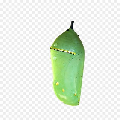 Cocoon Png Image Hd Download Free _cocoon 8023 - Pngsource