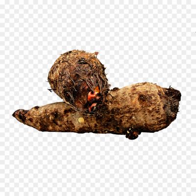 Colocasia-Root-PNG-Image.png