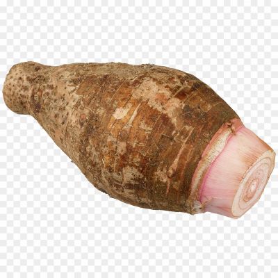 Colocasia-Root-PNG-Isolated-HD.png