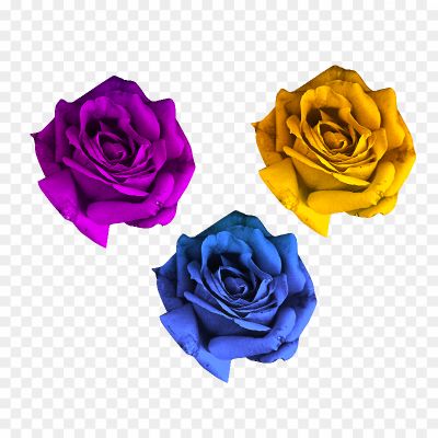 Colorful-Rose-Flower-Transparent-Background-NSMLK4N6.png
