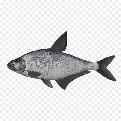 Common-Bream-PNG-Photos.png