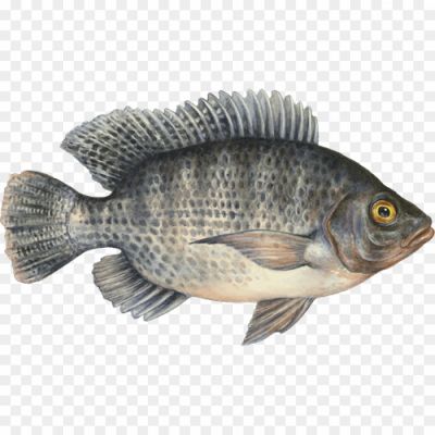 Common-Bream-Transparent-Free-PNG.png