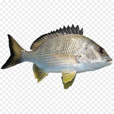Common-Bream-Transparent-PNG.png