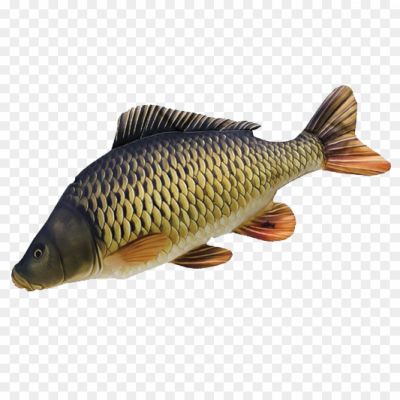 Common-Carp-PNG-Free-File-Download.png