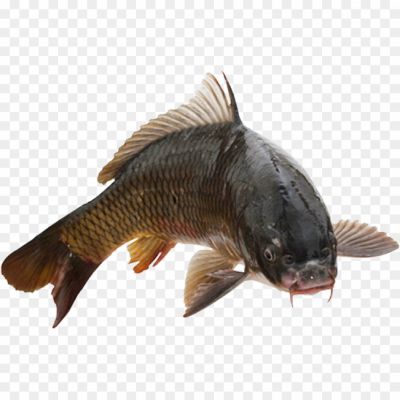 Common-Carp-PNG-HD-Quality.png