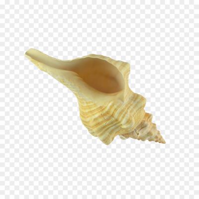 Conch-PNG-Photo-Image-21UNQ8RX.png PNG Images Icons and Vector Files - pngsource