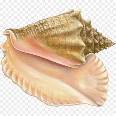 Conch-PNG-Photos-SE34WZR1.png