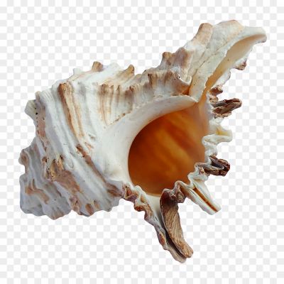 Conch-PNG-Pic-Background-URV1MQGD.png