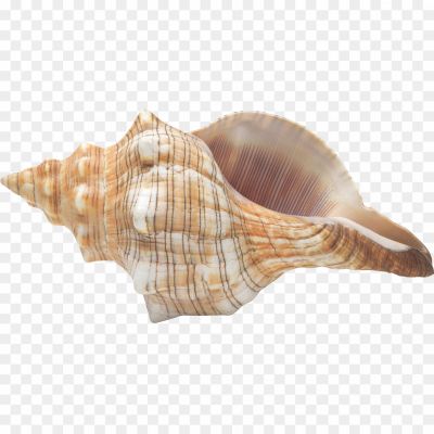 Conch-Shell-Download-Free-PNG-RP7U2D84.png