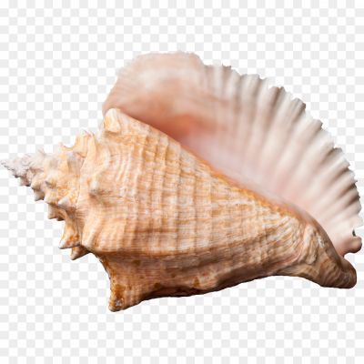 Conch-Shell-Free-PNG-YCIMRU58.png