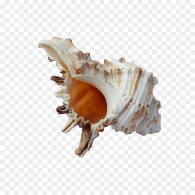 Conch-Shell-PNG-Photos-ZGIV8F6Y.png