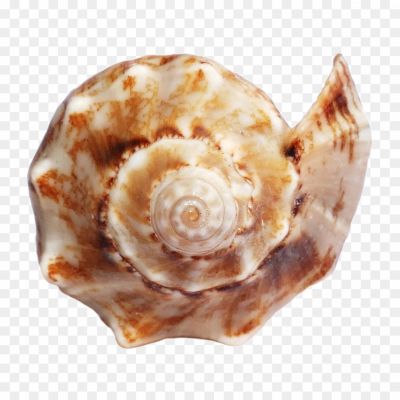 Conch-Shell-Transparent-PNG-G4QE2O0H.png