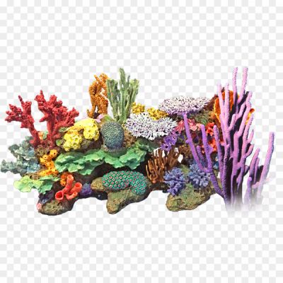 Coral Reef PNG Clipart - Pngsource
