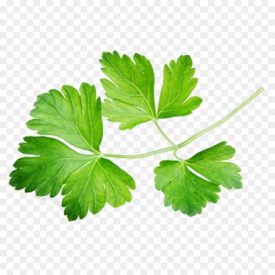 Coriander Free PNG 893284 Image Transparent Background - Pngsource