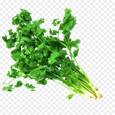 Coriander-PNG-Free-Download.png